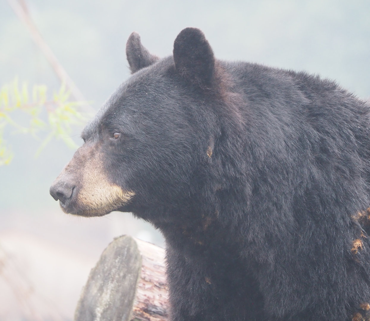 American black bear (Ursus americanus), 2022-09-14