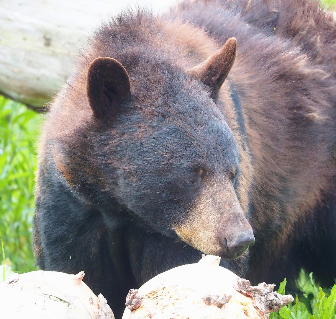 American black bear (Ursus americanus), 2023-05-16