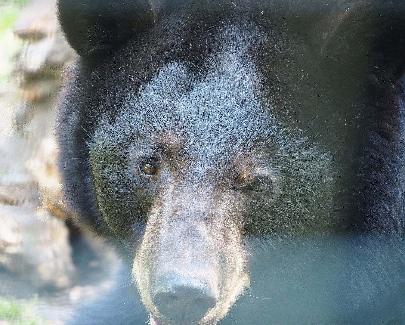 American black bear (Ursus americanus), 2023-05-31