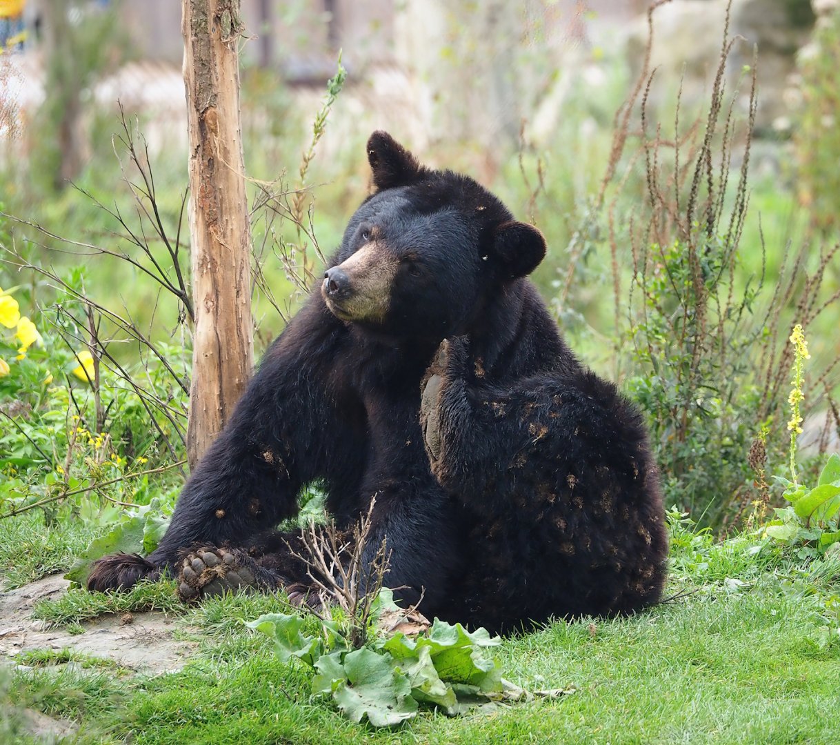 American black bear (Ursus americanus), 2023-10-13