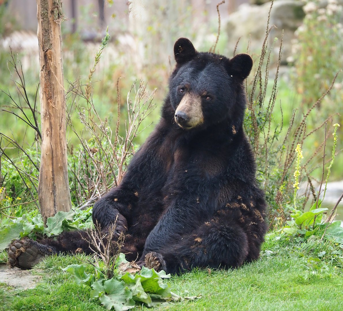 American black bear (Ursus americanus), 2023-10-13