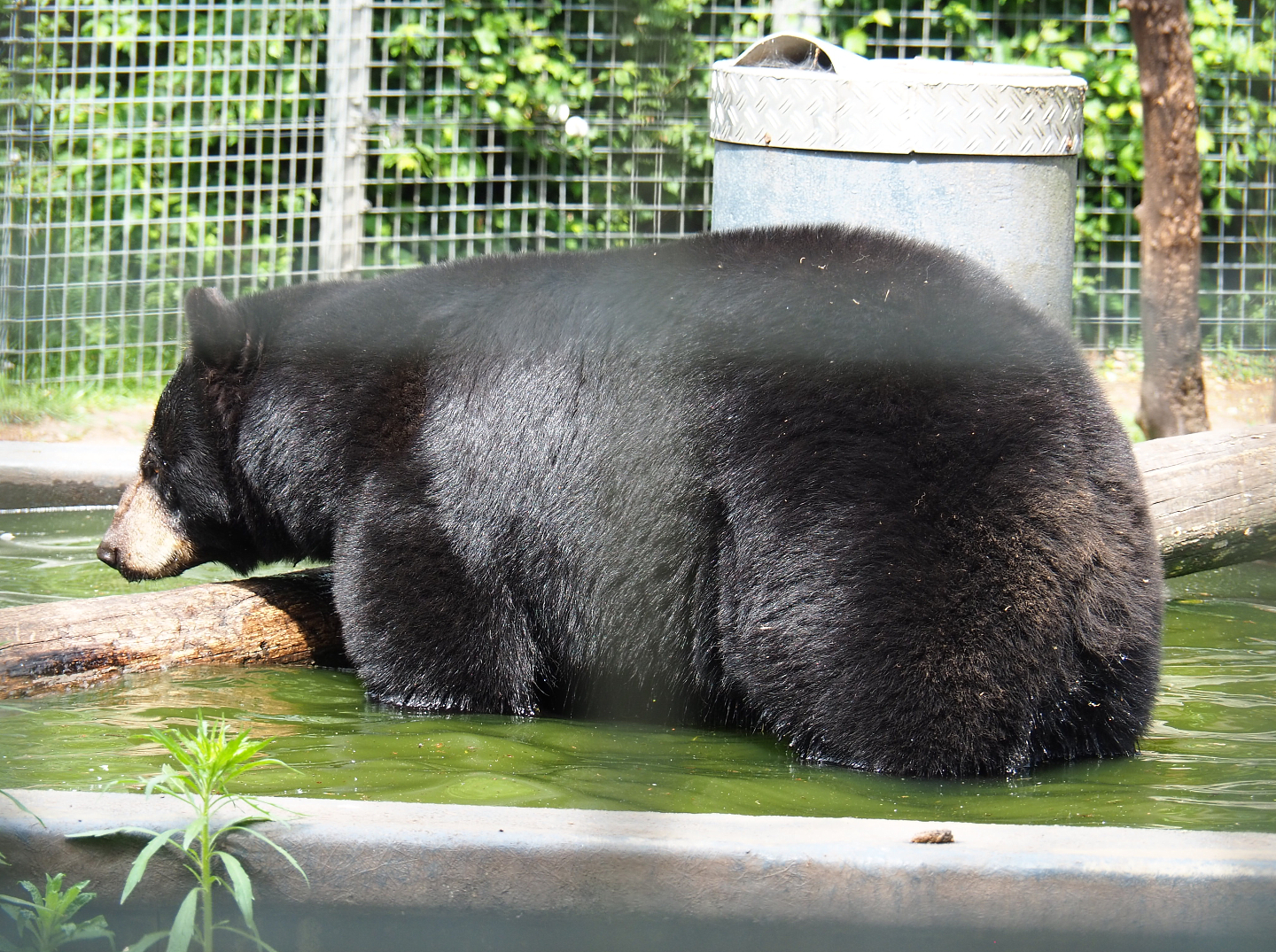 American black bear (Ursus americanus) in the pool, 2022-05-17