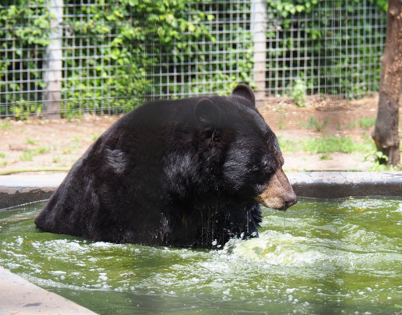 American black bear (Ursus americanus) in the pool, 2022-05-17