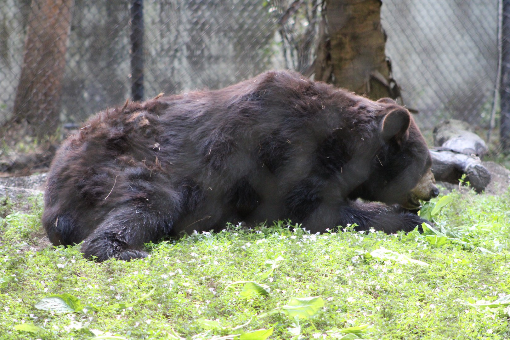 American Black Bear (Ursus americanus ssp.)