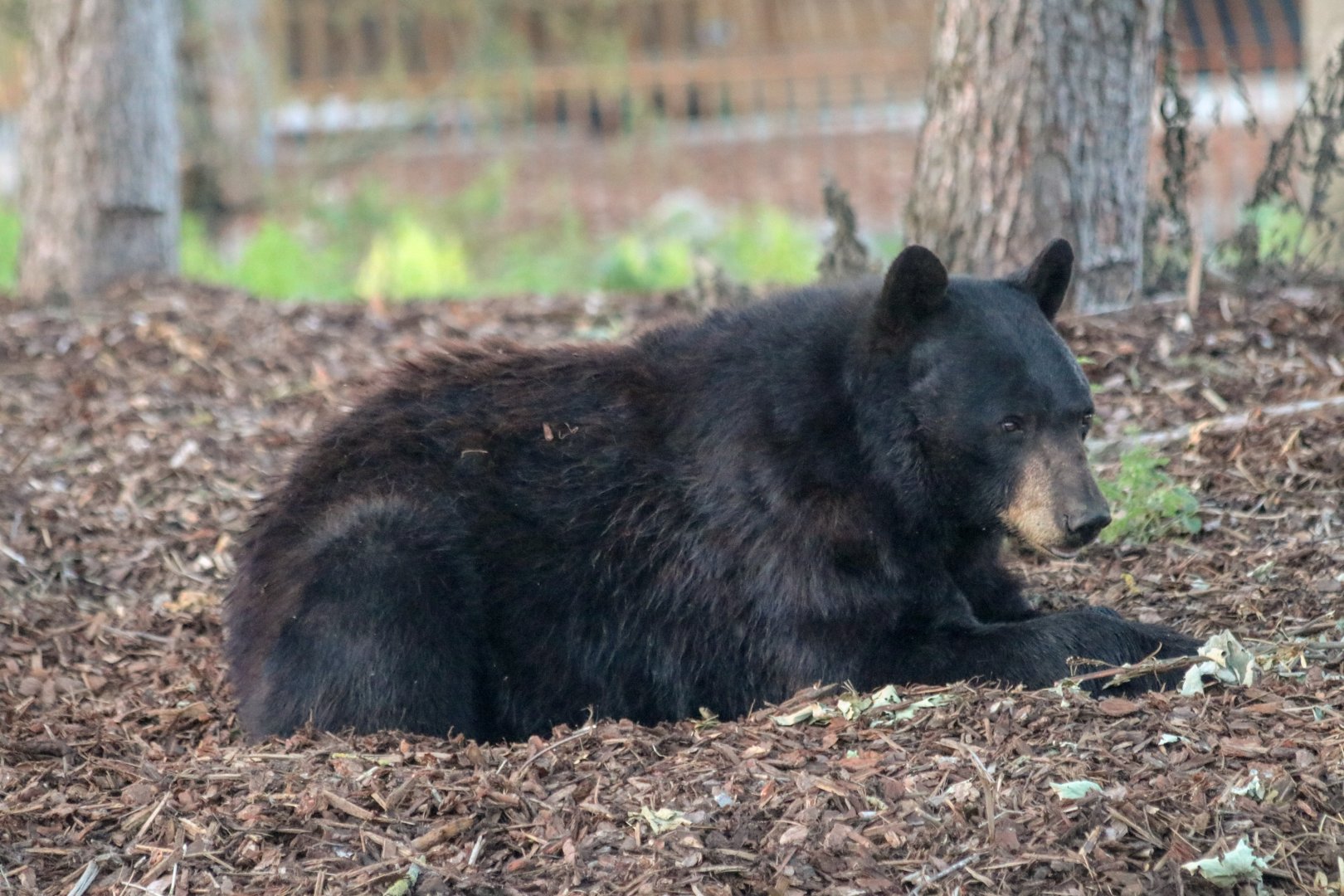 American black bear (Ursus americanus) - The Last Frontier