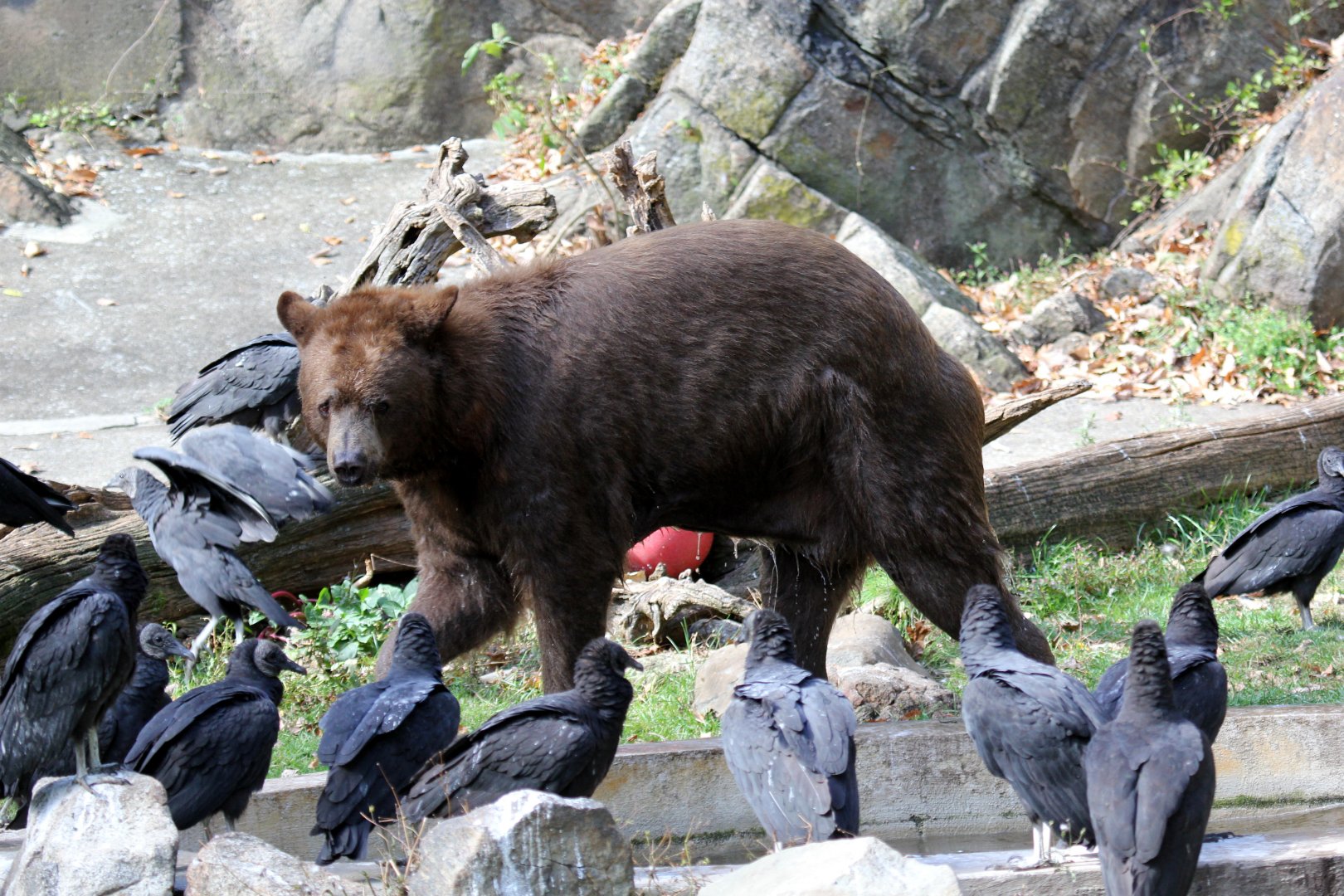 American black bear (Ursus americanus) with Black Vultures (Coragyps atratus)