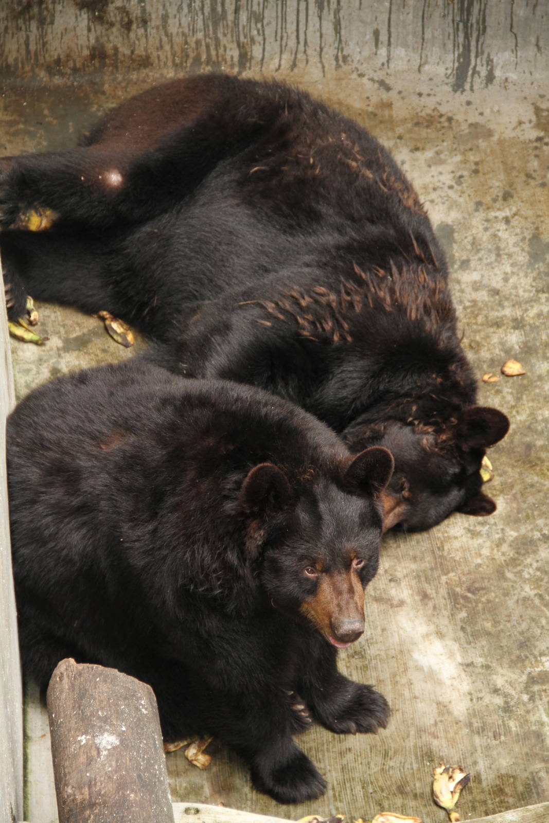 American Black Bear (Ursus americanus)