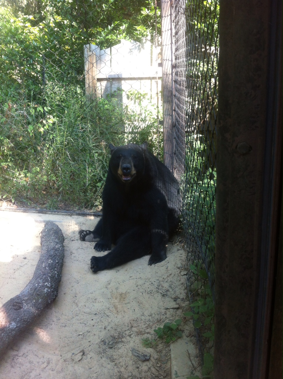 American Black Bear (Ursus americanus)