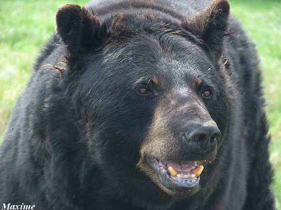 American black bear (Ursus americanus)