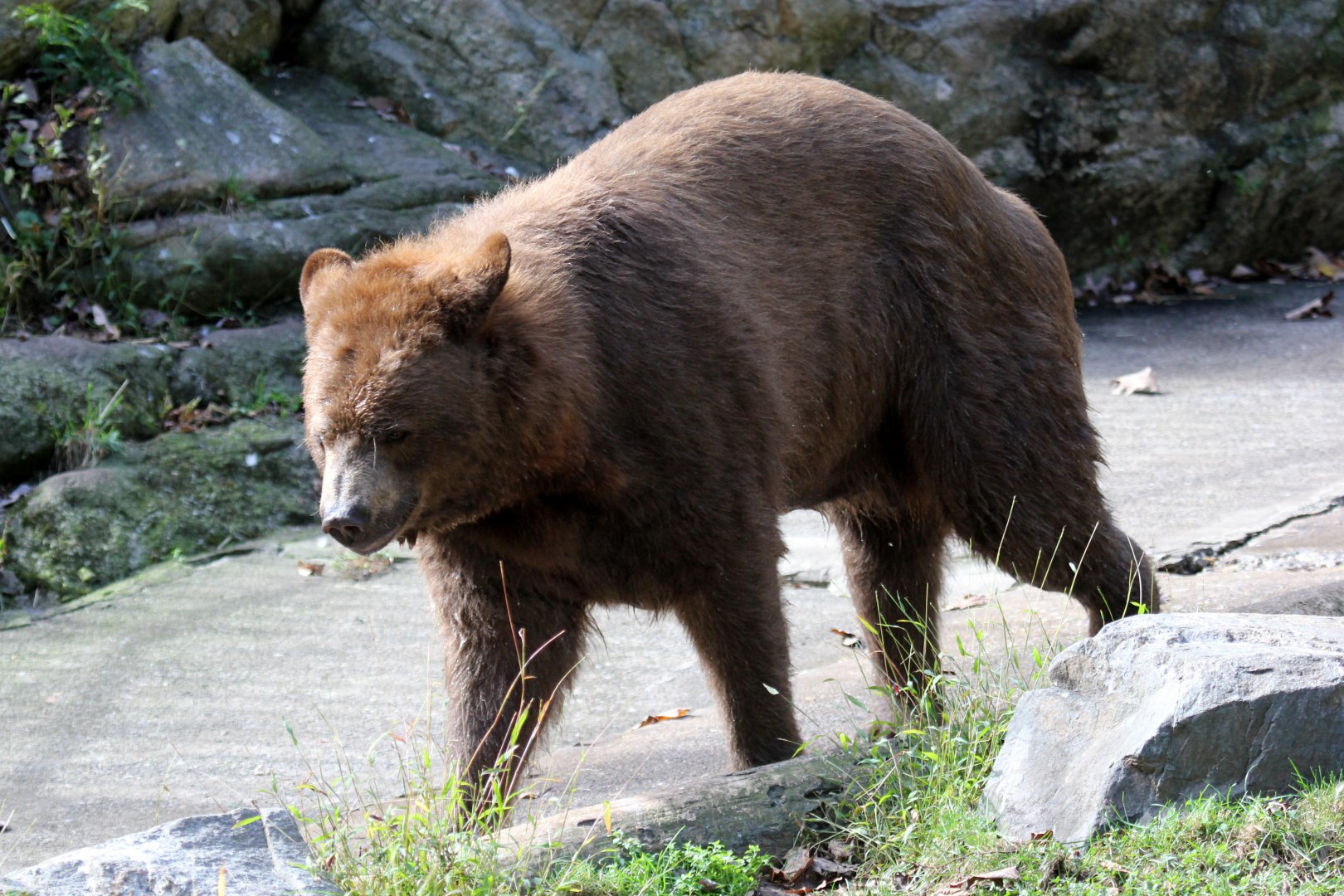 American black bear (Ursus americanus)