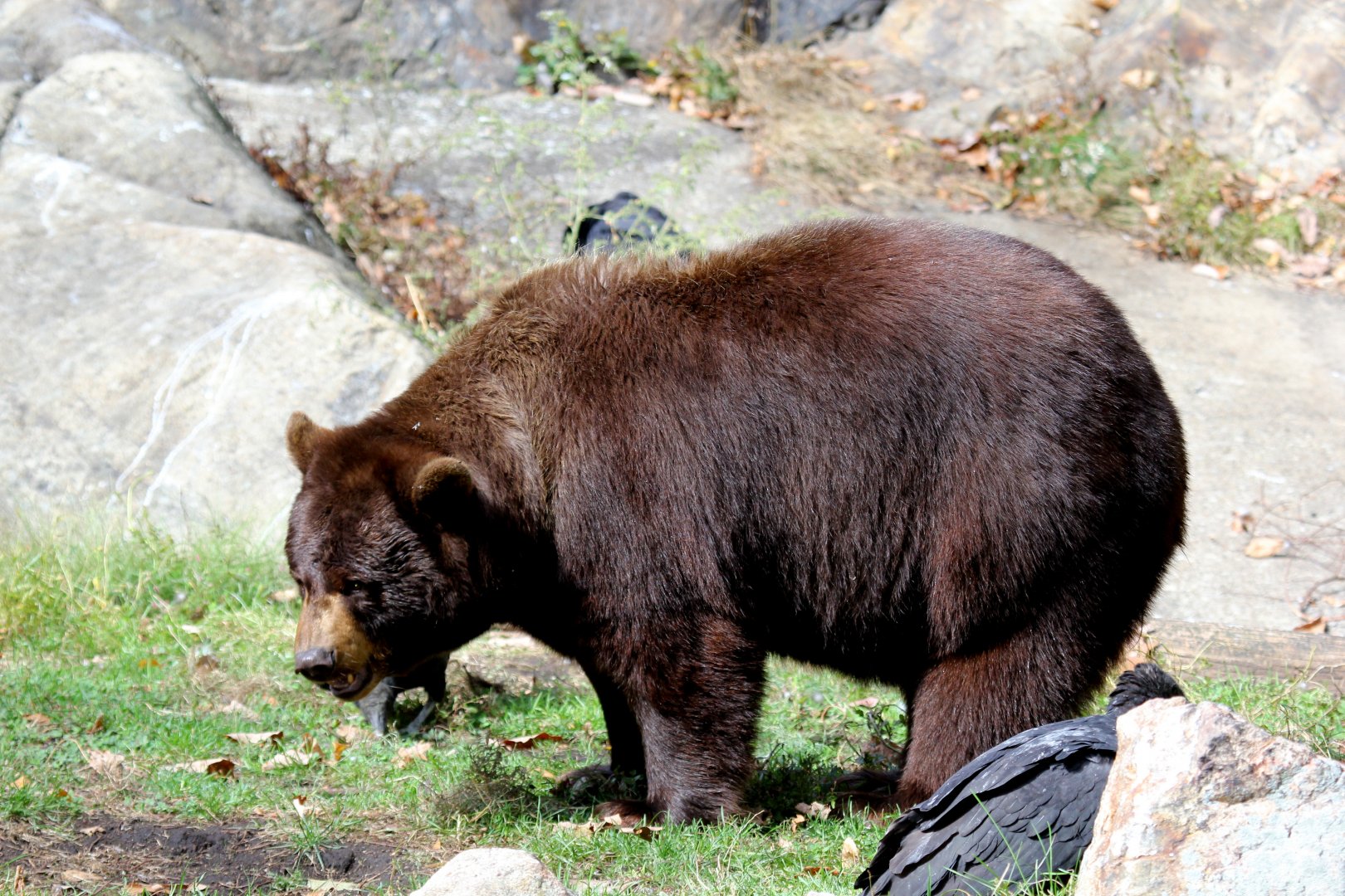 American black bear (Ursus americanus)