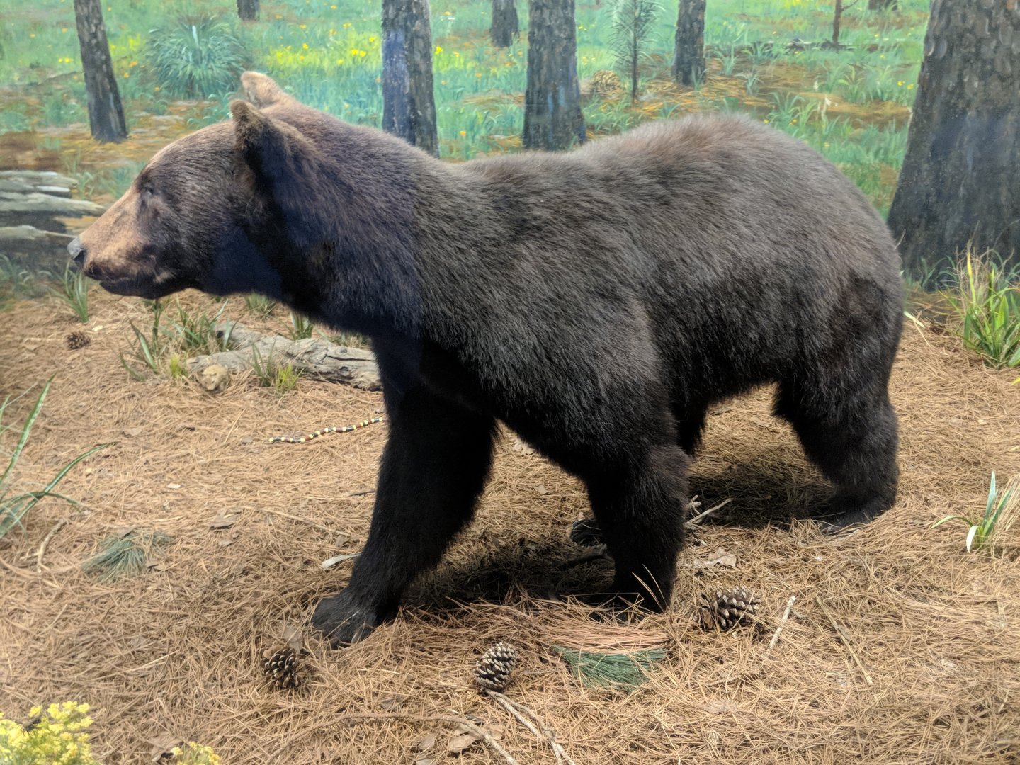 American black bear (Ursus americanus)