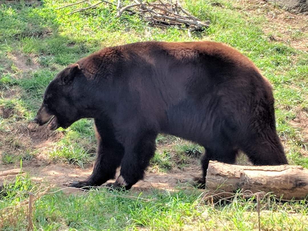 American black bear (Ursus americanus)