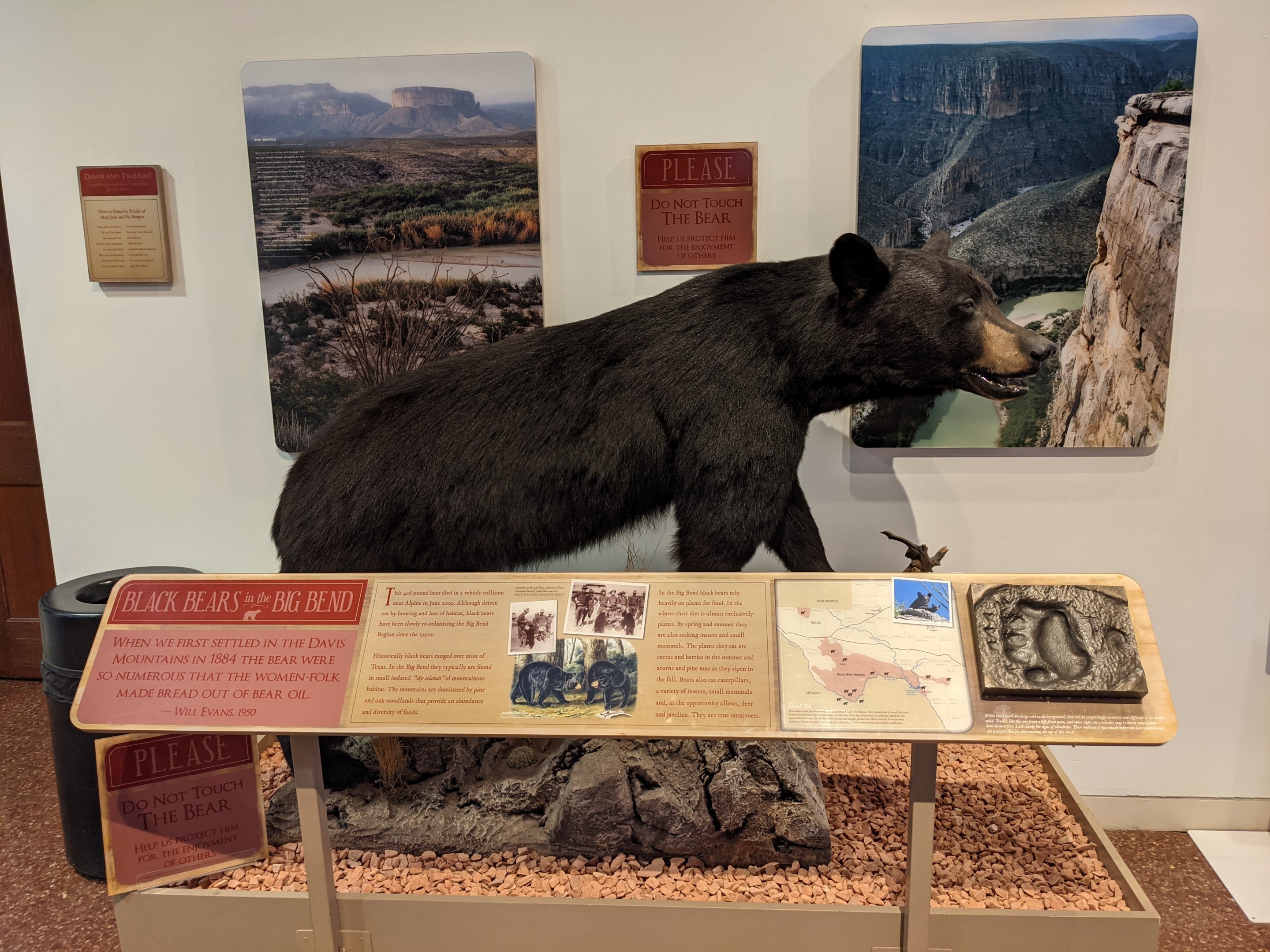 American black bear (Ursus americanus)