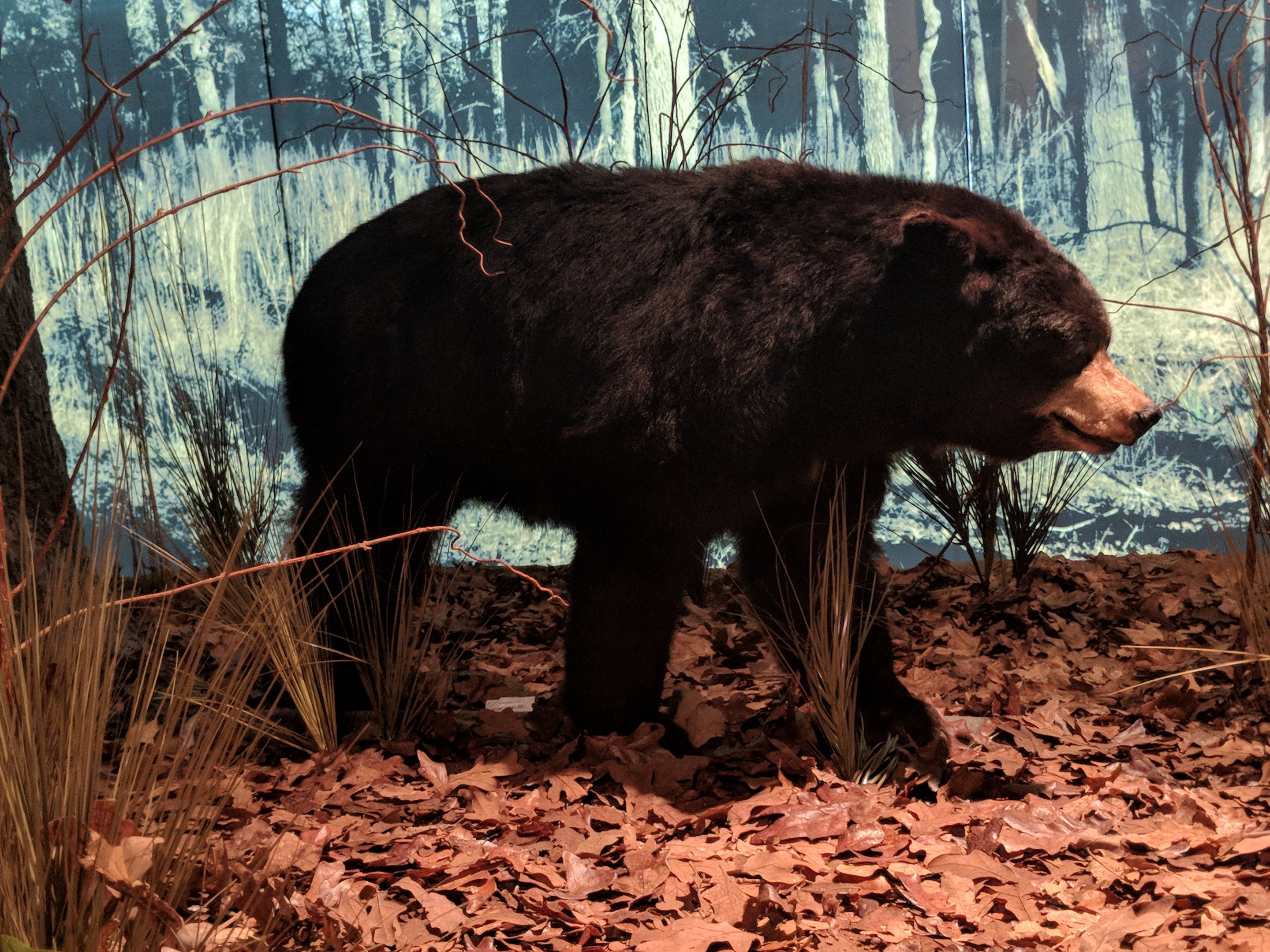 American black bear (Ursus americanus)
