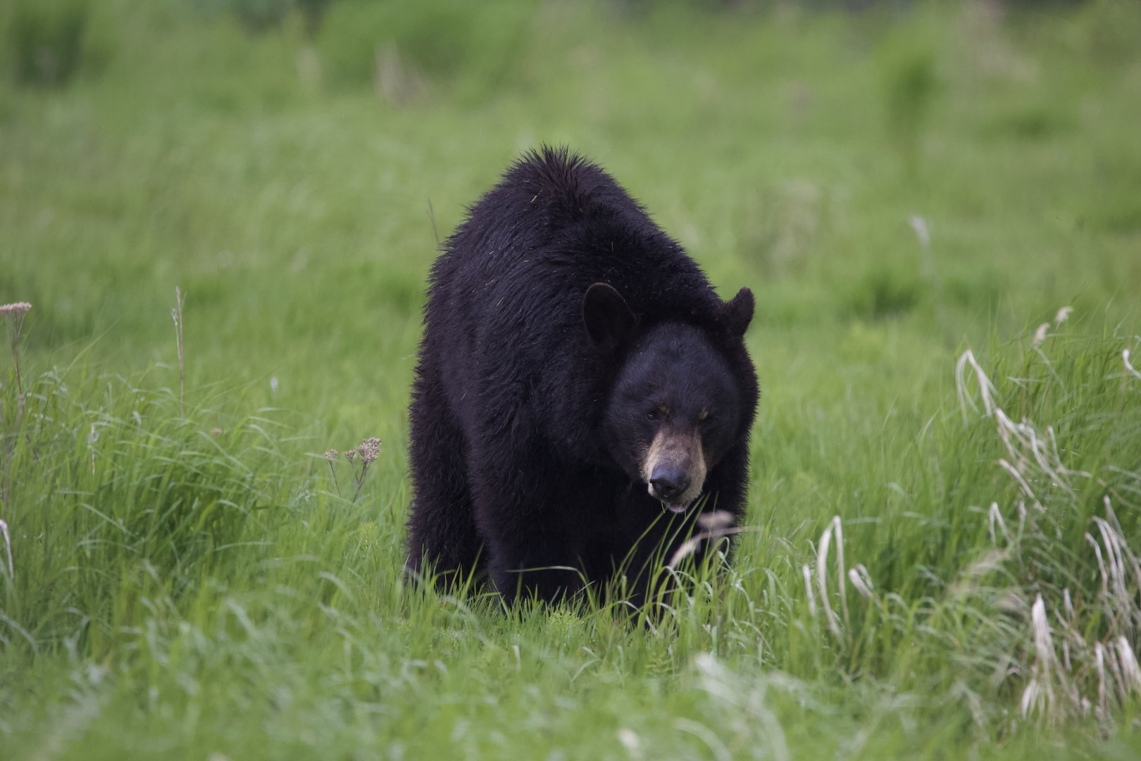 American Black Bear/ Ursus americanus