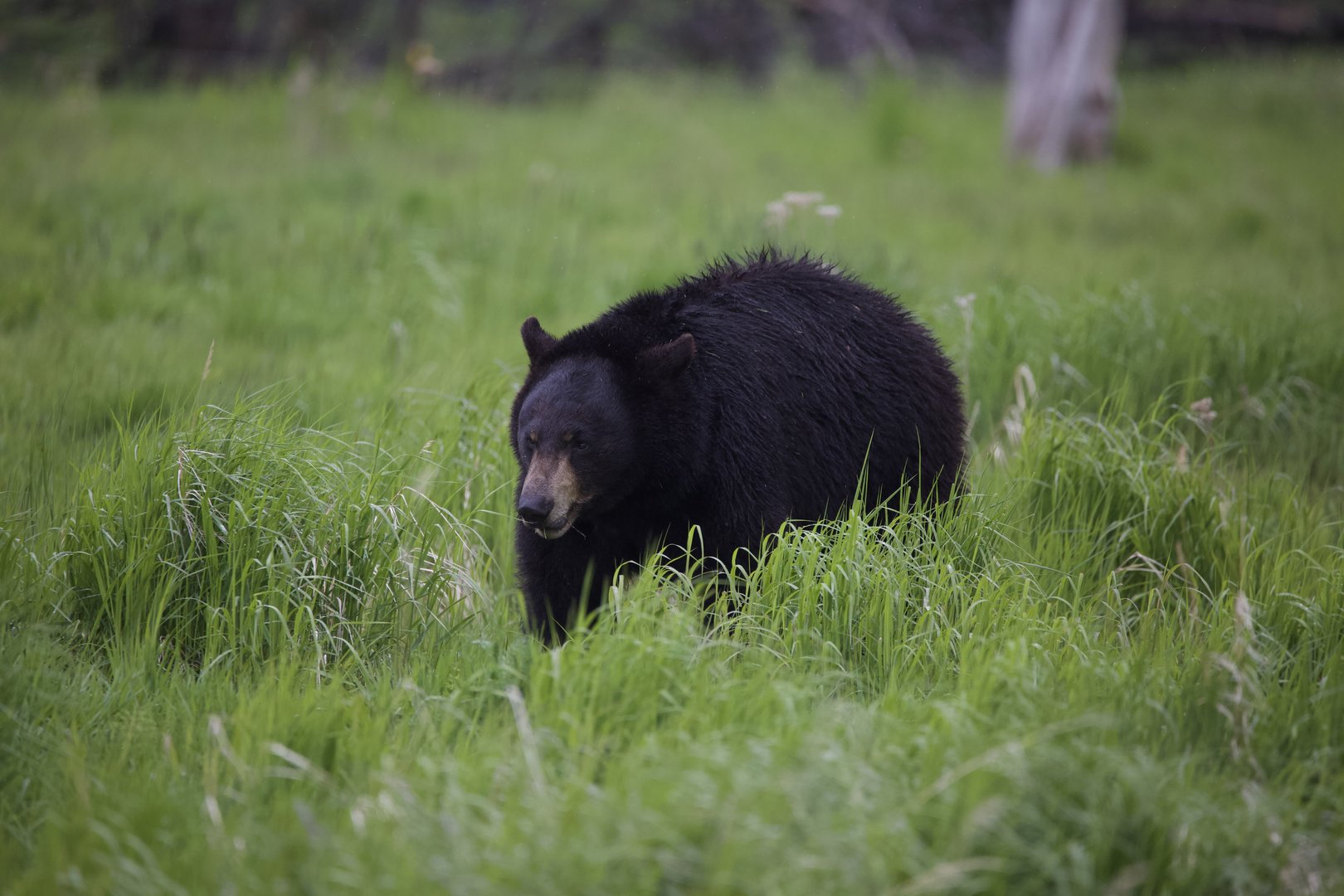 American Black Bear/ Ursus americanus
