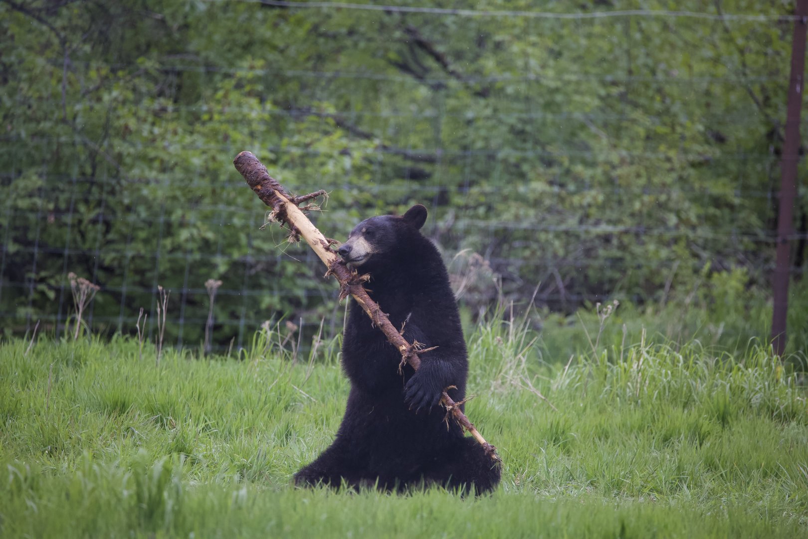 American Black Bear/ Ursus americanus