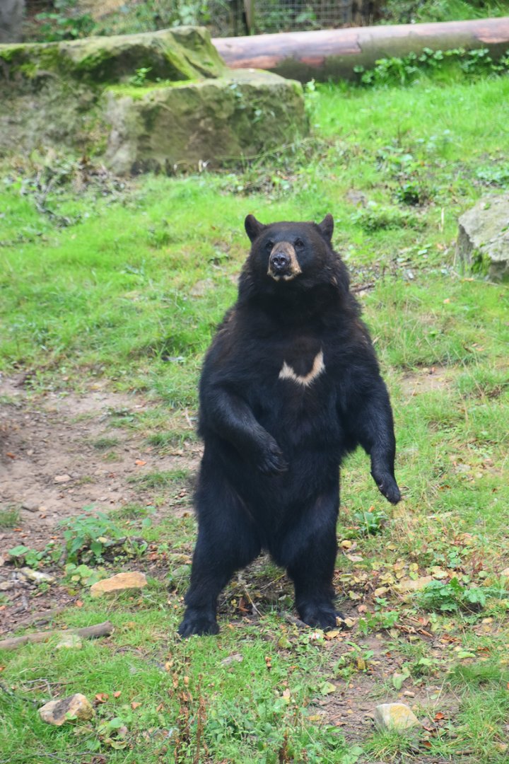 American black bear, Ursus americanus