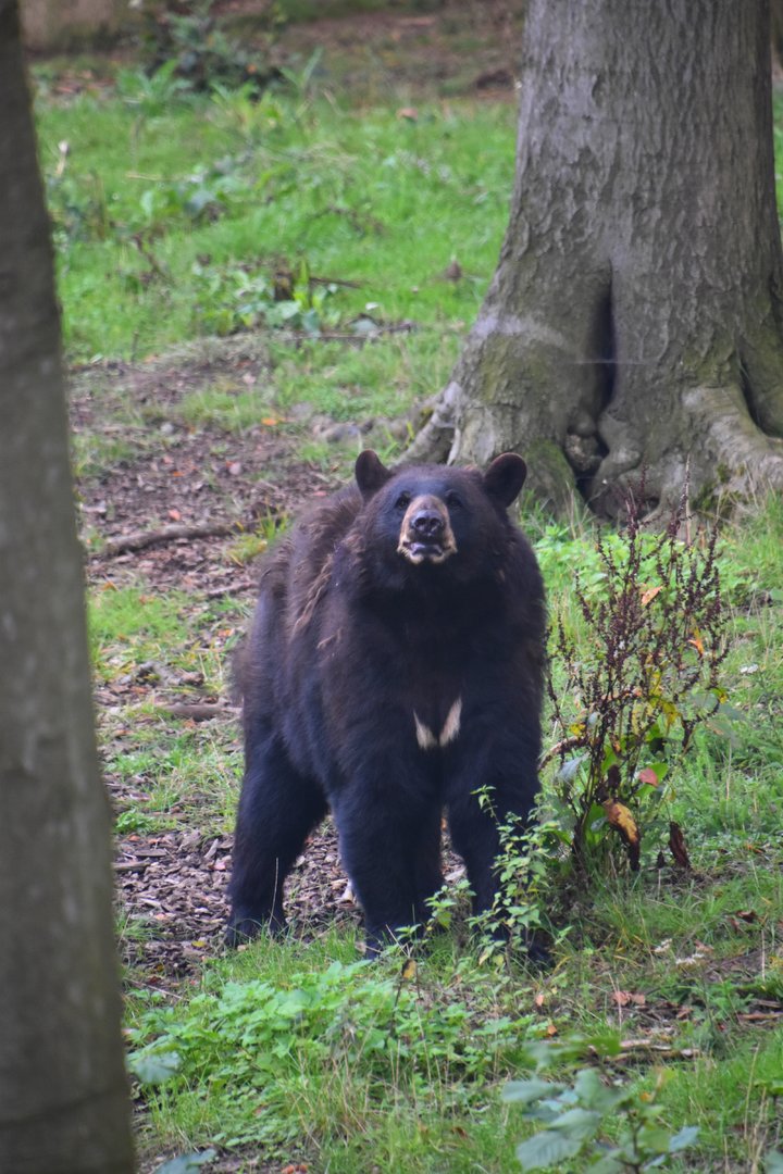 American black bear, Ursus americanus