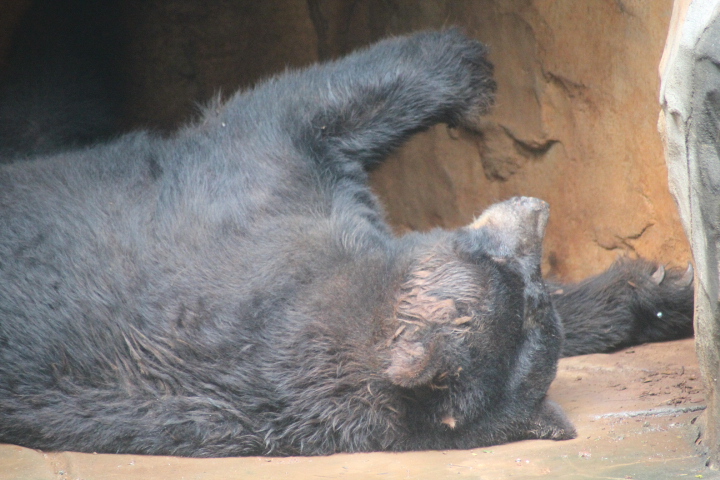 American black bear (Ursus americanus)
