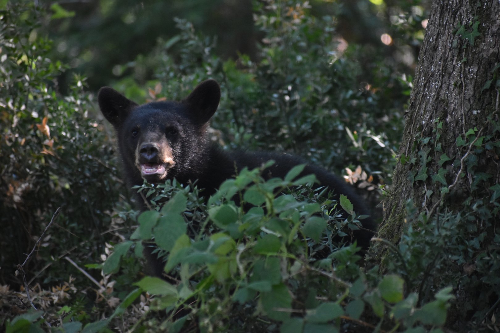 American black bear (Ursus americanus)