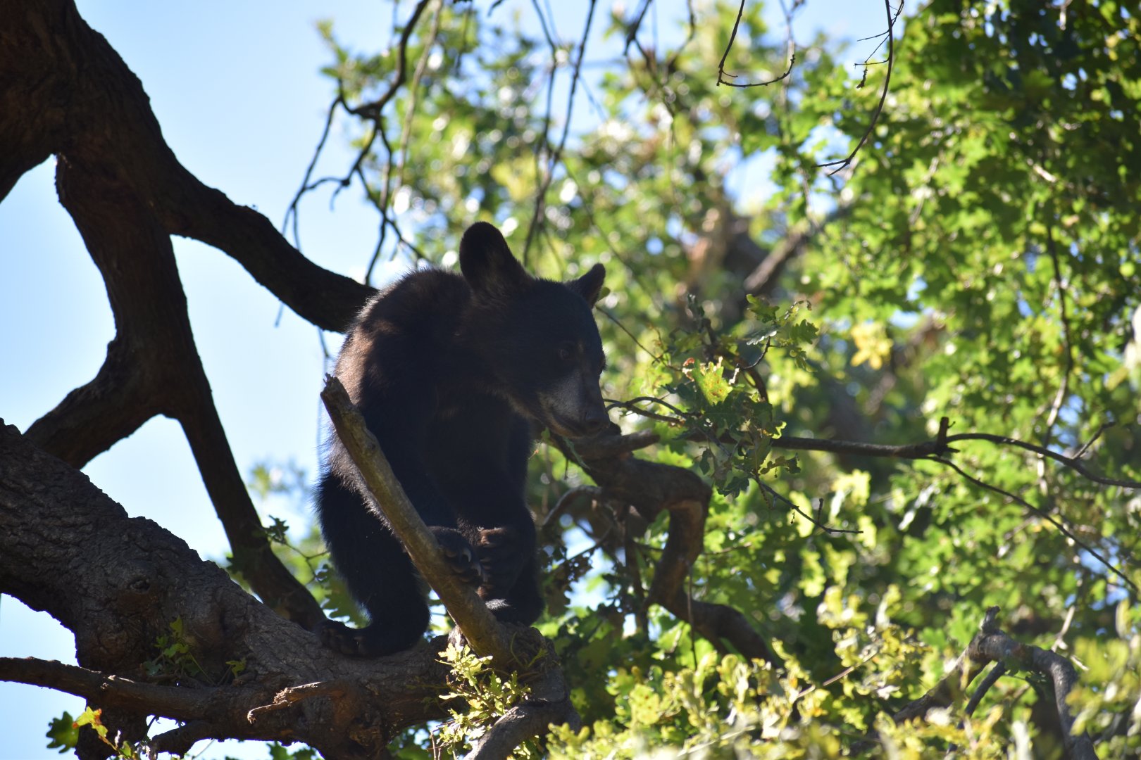 American black bear (Ursus americanus)