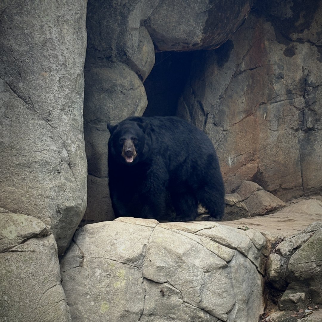 American Black Bear (Ursus americanus)