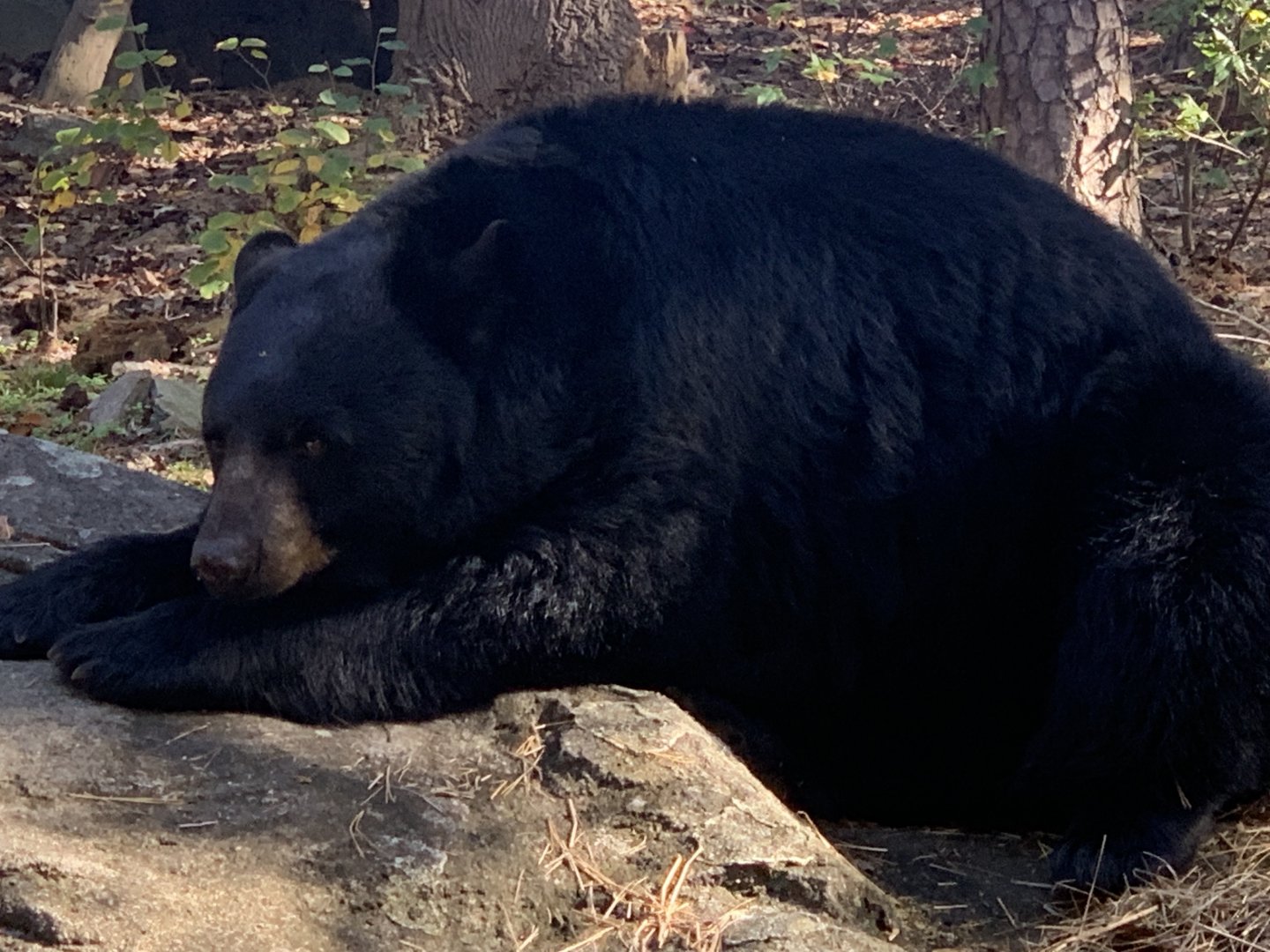 American Black Bear (Ursus americanus)