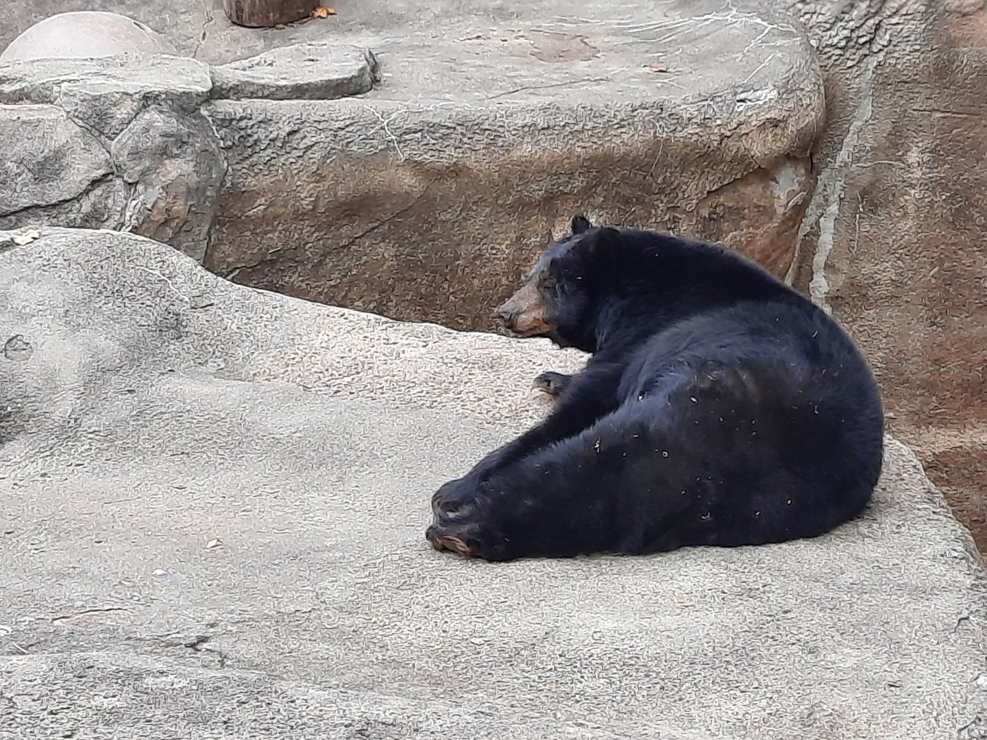 American Black Bear "V" 2