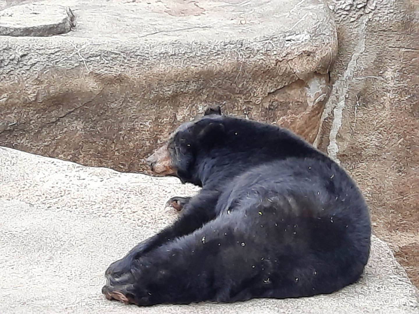 American Black Bear "V"