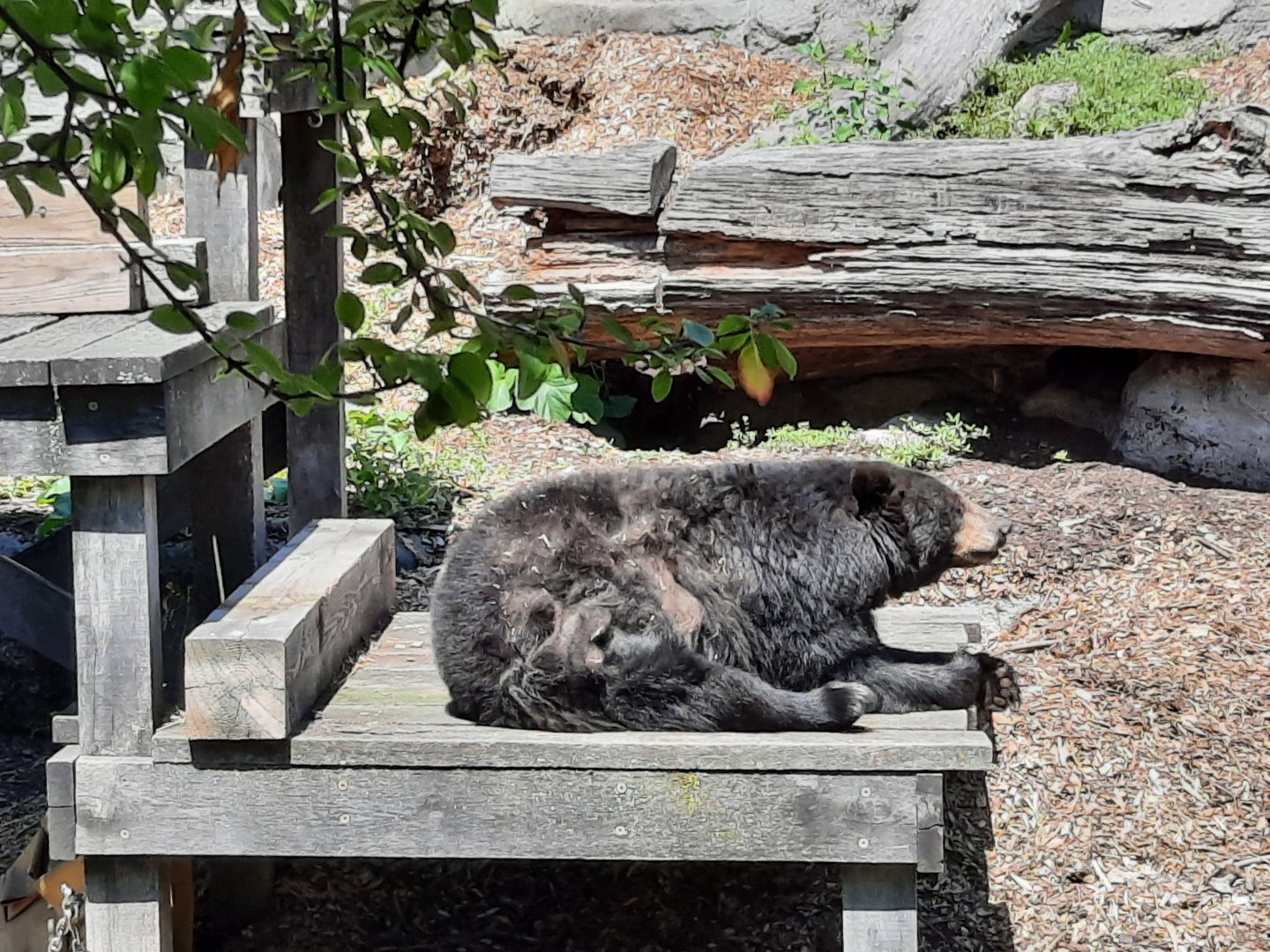 American Black Bear- V