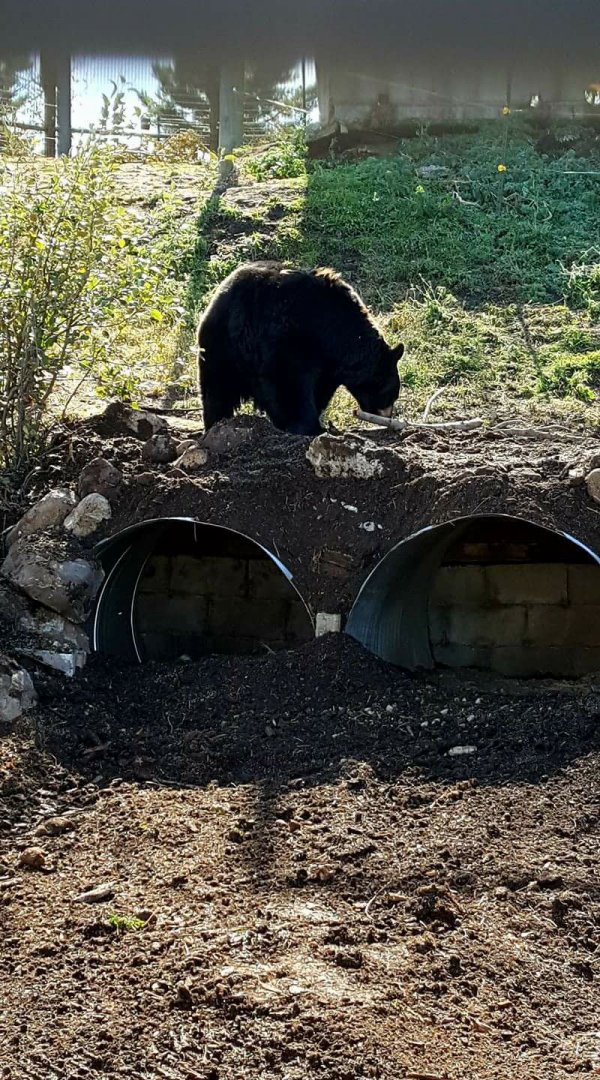 American black bear "Winnie"
