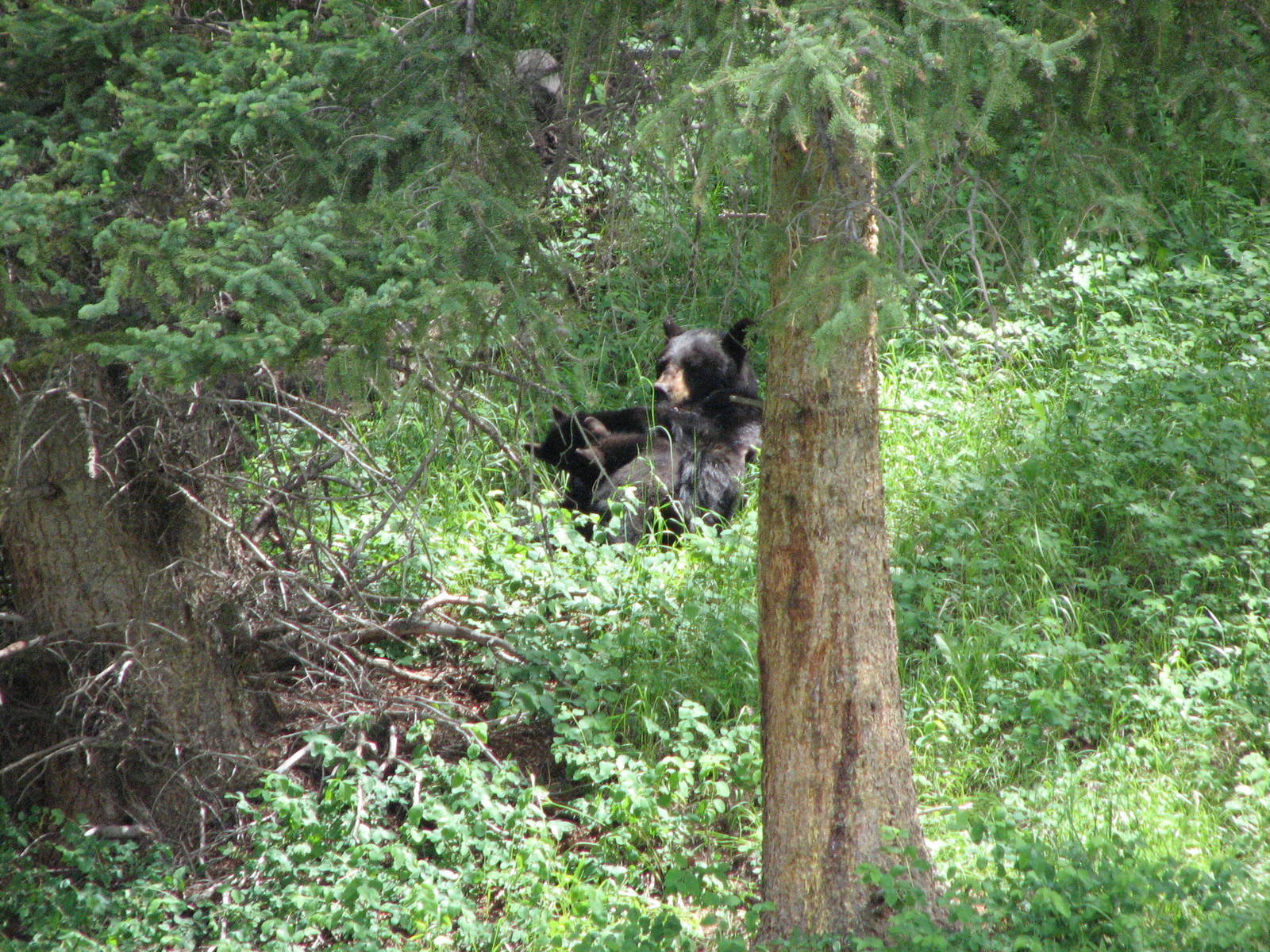 American Black Bear with Cubs