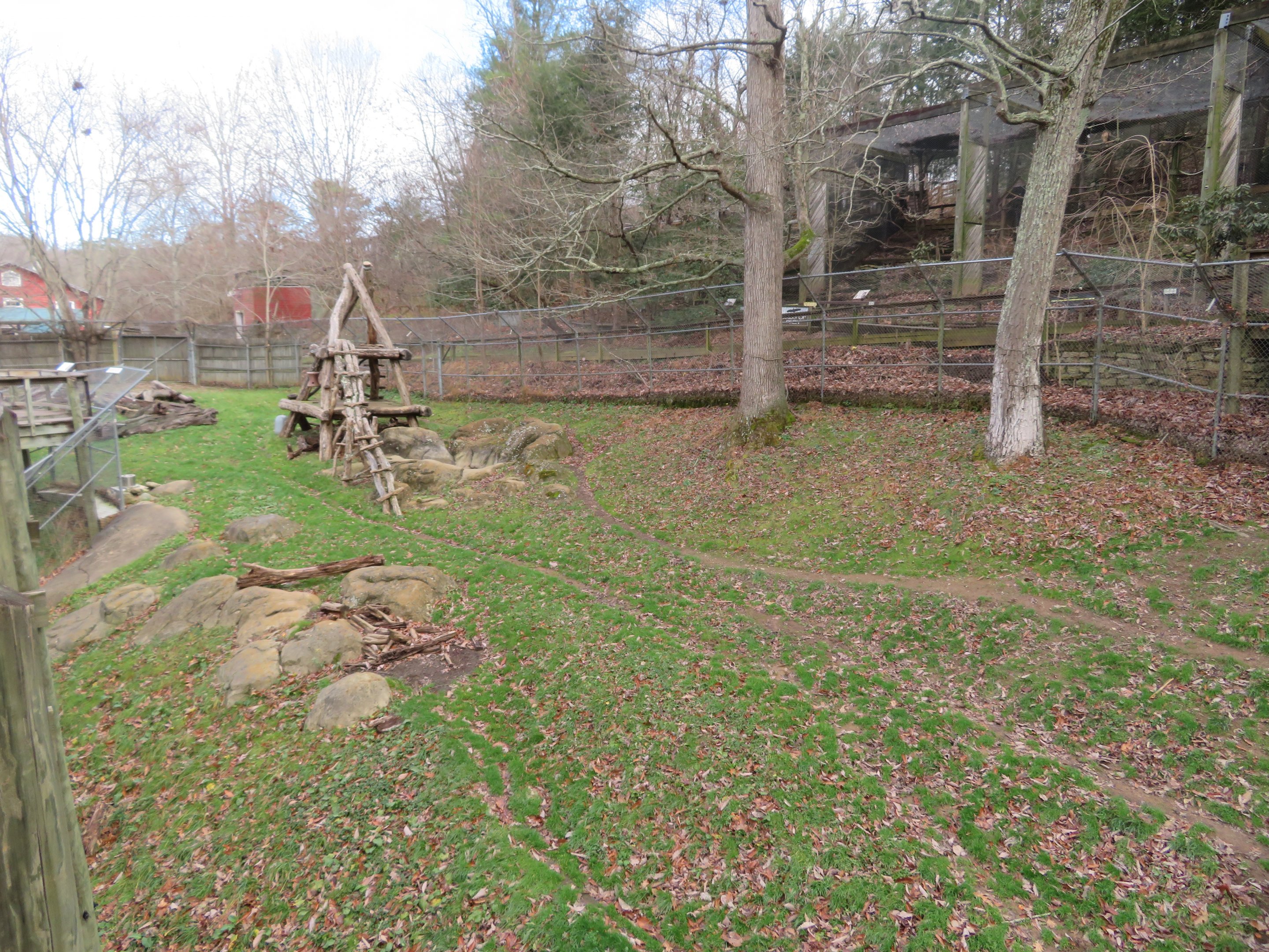 American Black Bear Yard