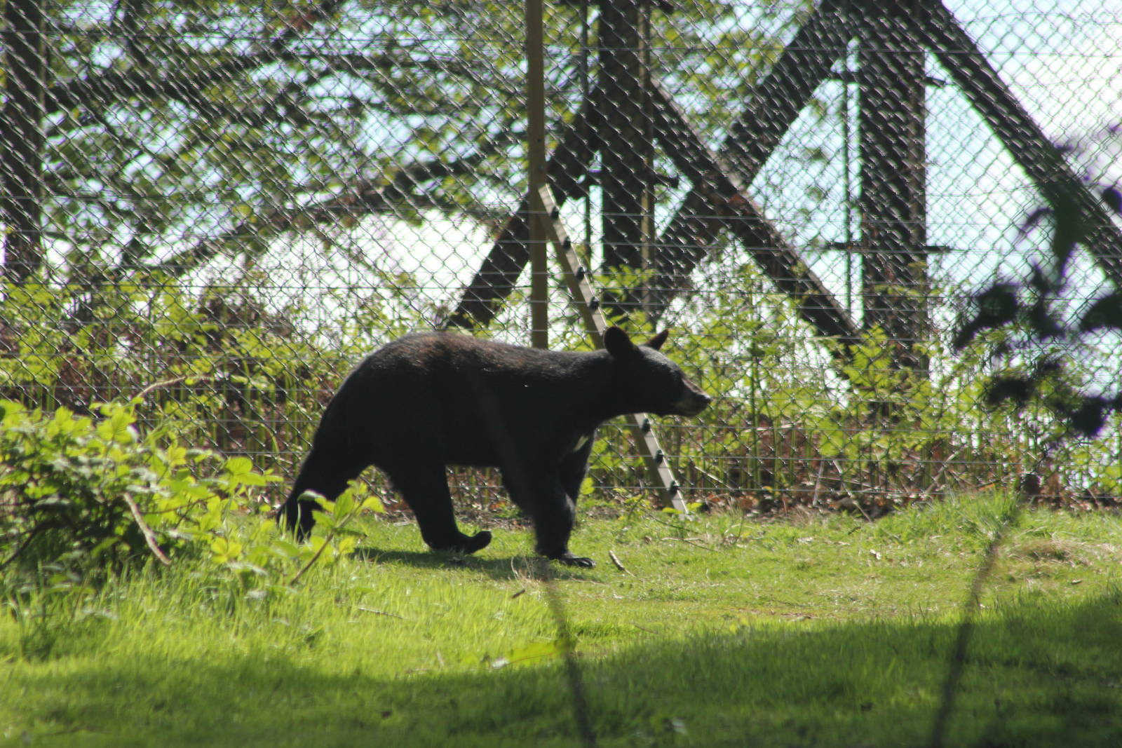 American black bear youngster