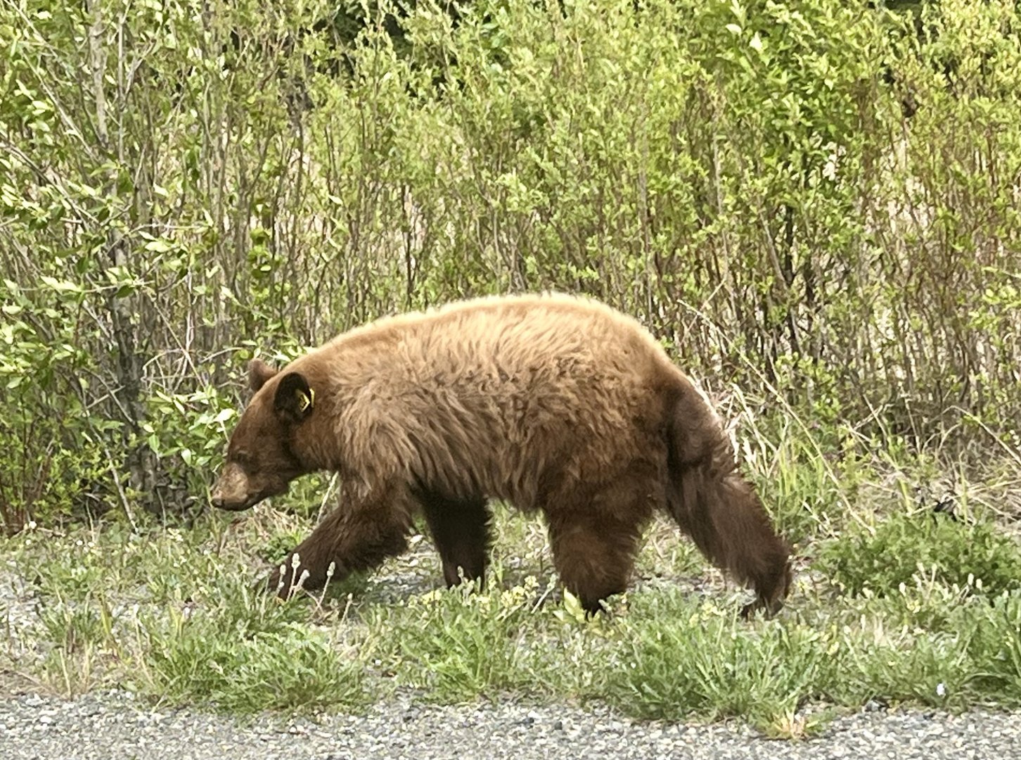 American Black Bear - Yukon