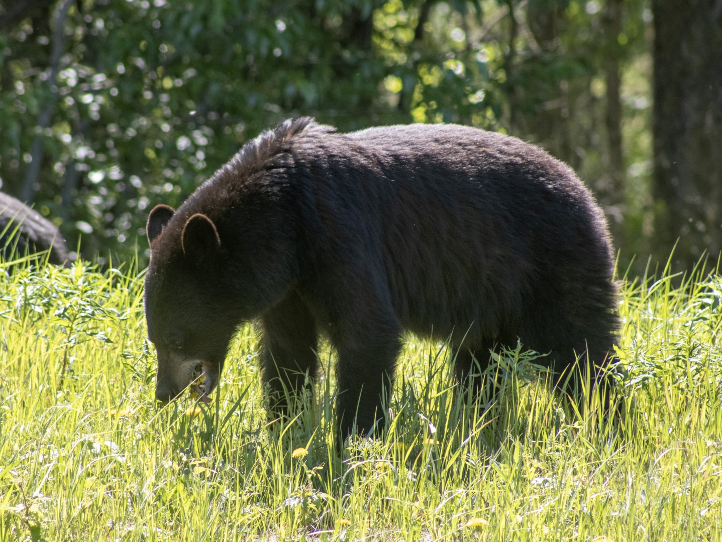 American Black Bear - Yukon