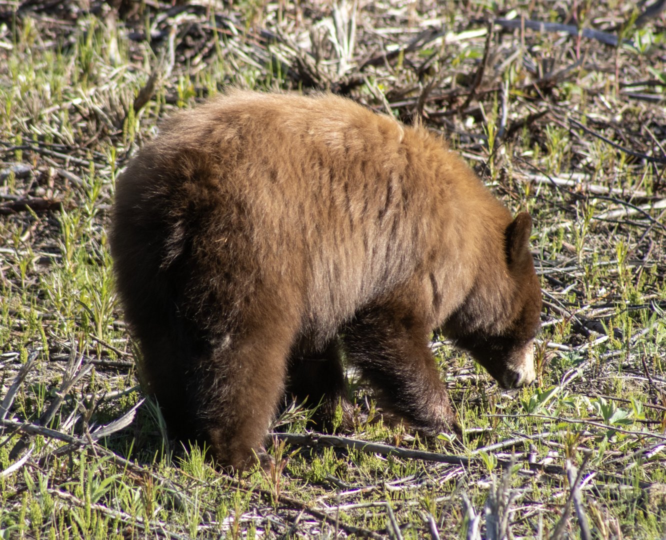 American Black Bear - Yukon