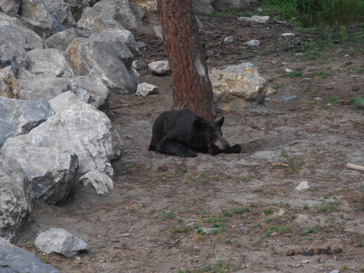 American black bear-Zoo Bassin D'Arcachon (2012)