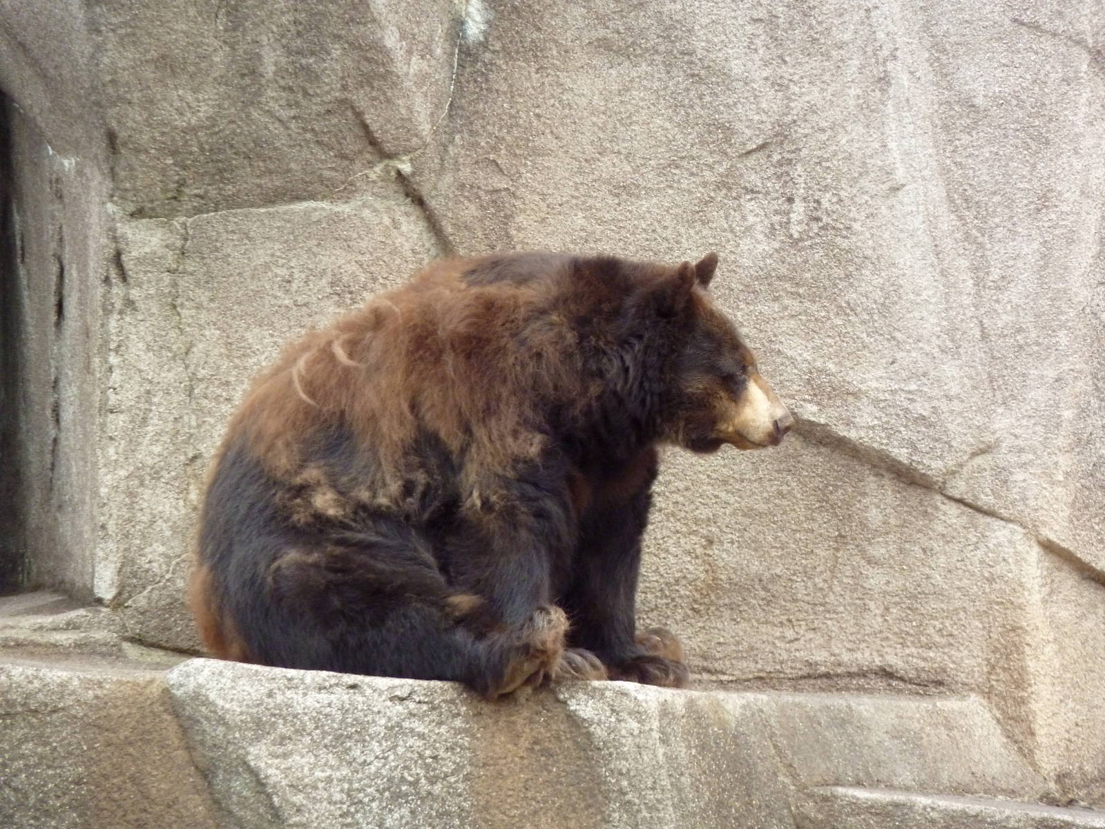 American Black Bear