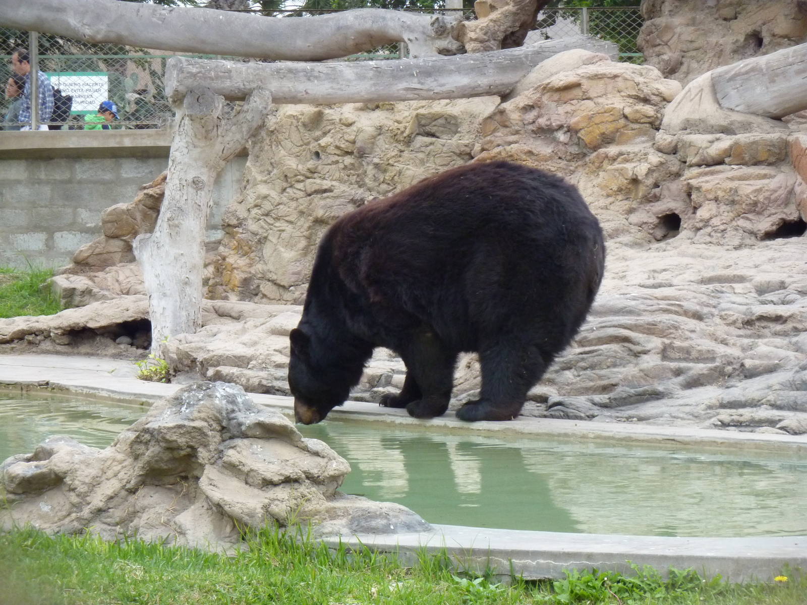 American Black Bear