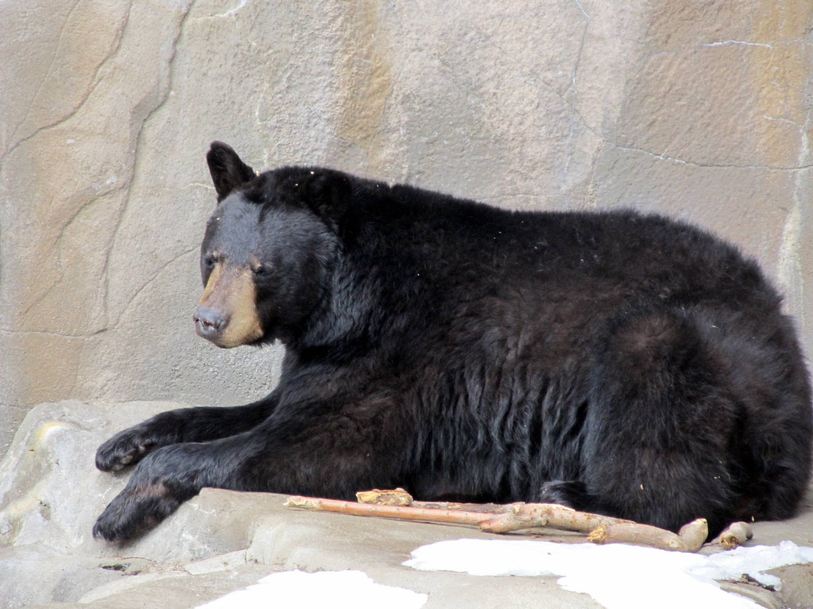 American Black Bear