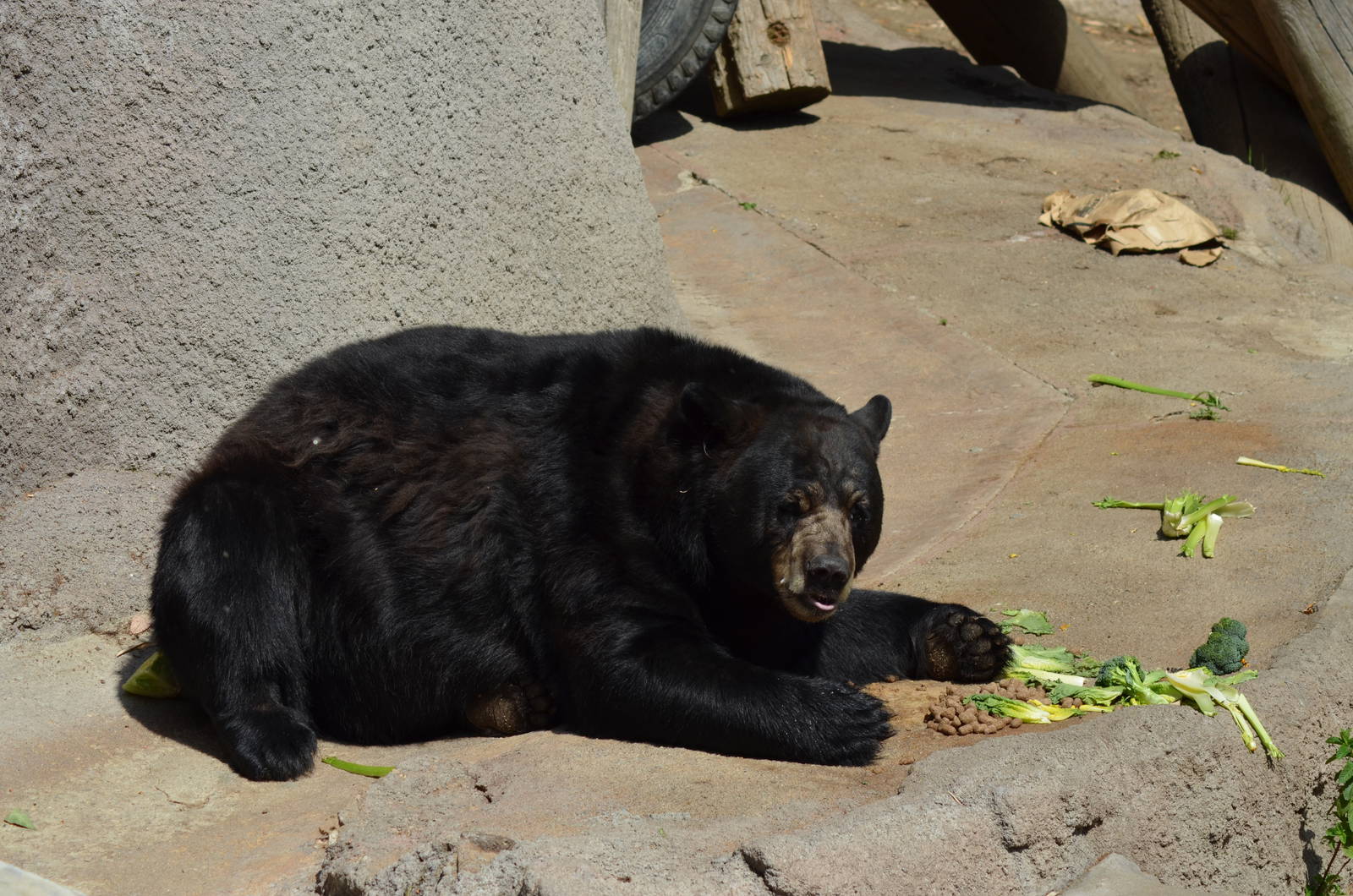 American Black Bear