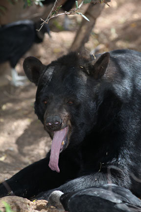 american black bear