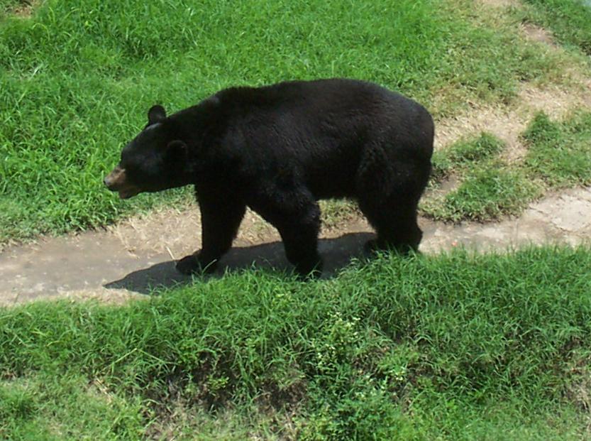 American Black Bear