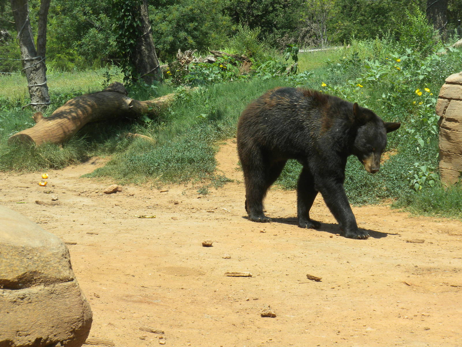 American Black Bear