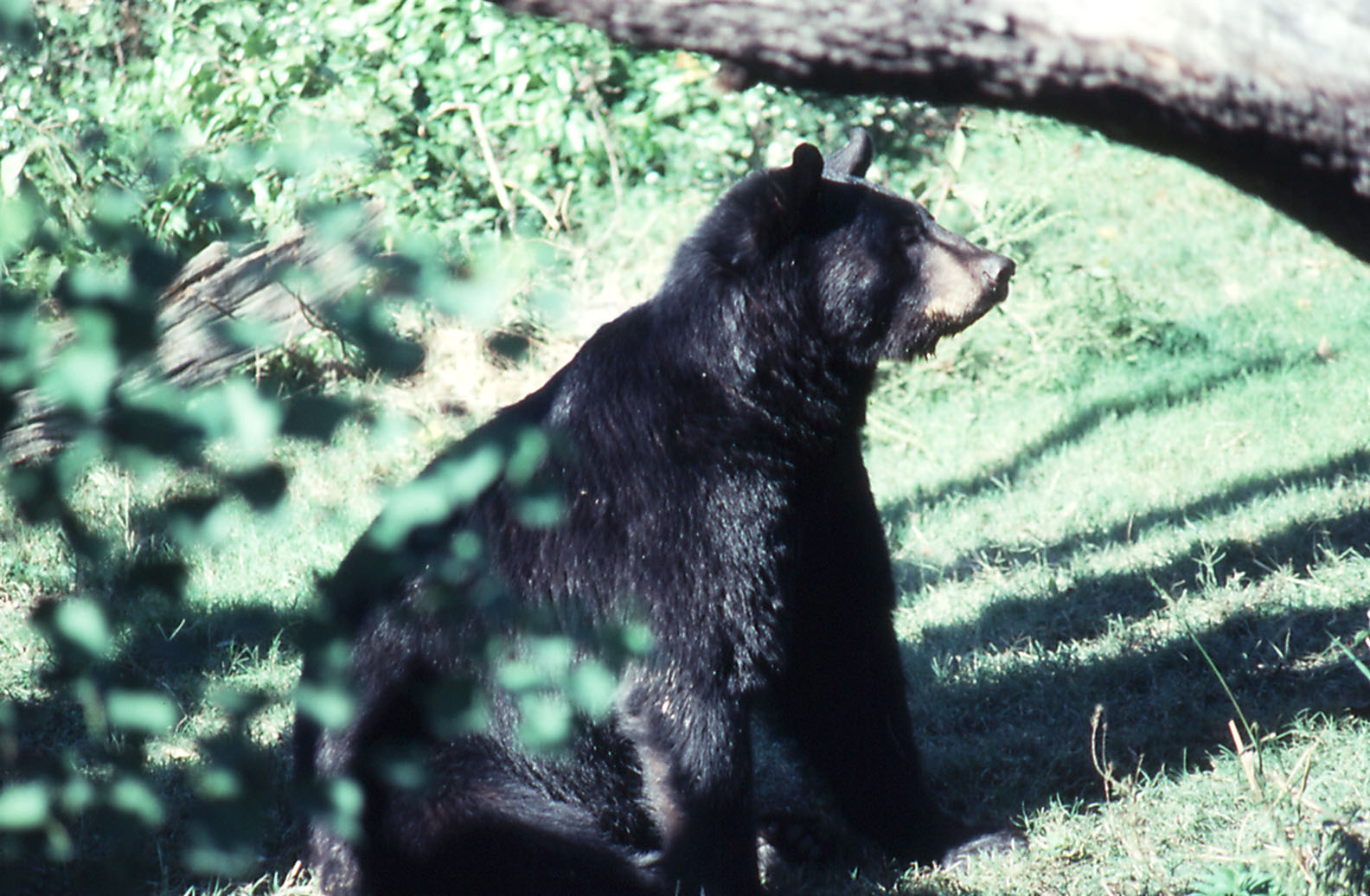 American Black Bear