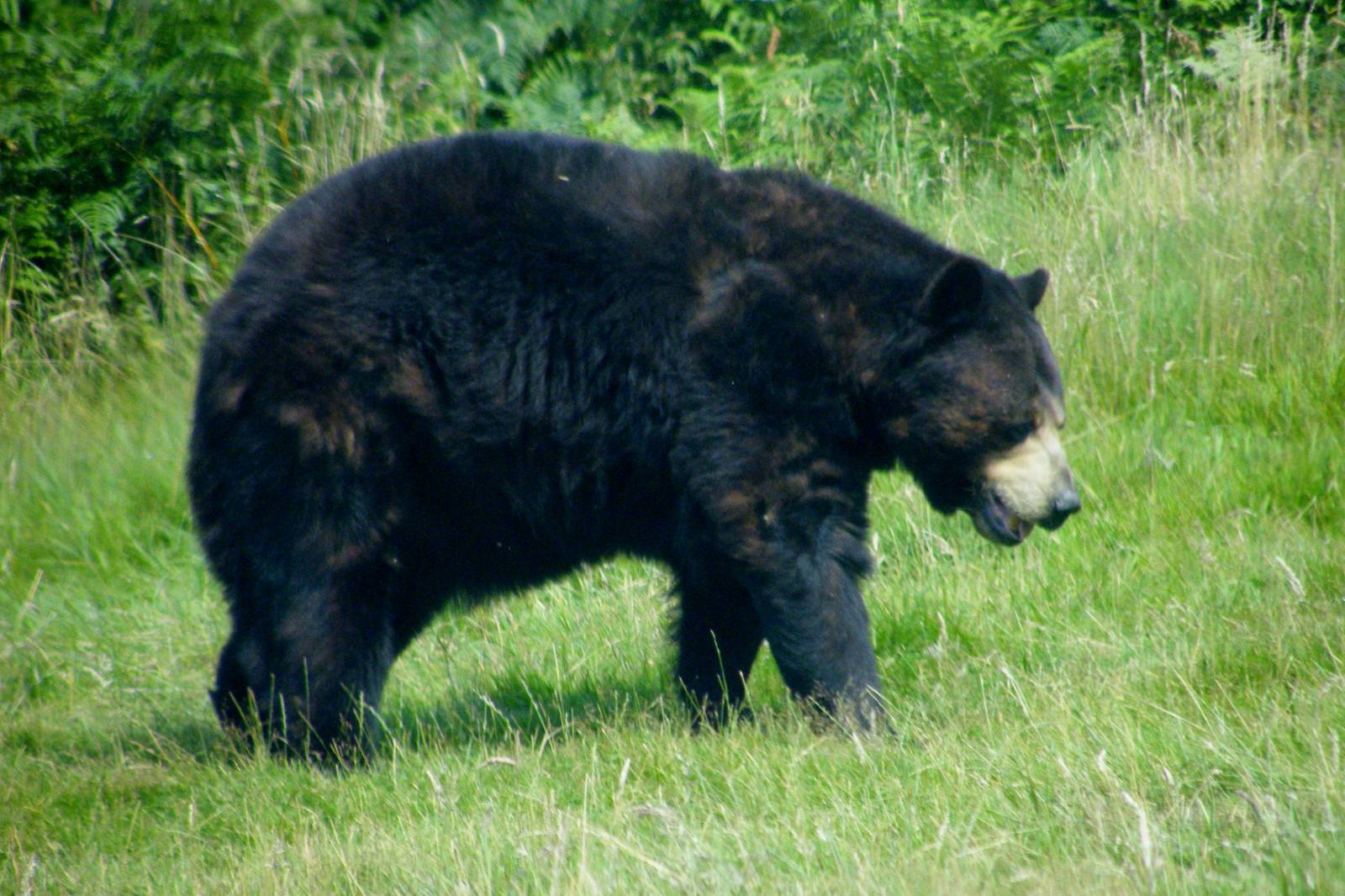 American Black Bear