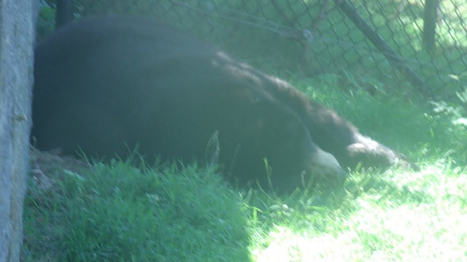American Black Bear